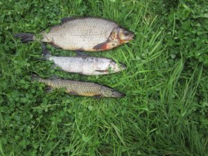 IMG_0195.JPG