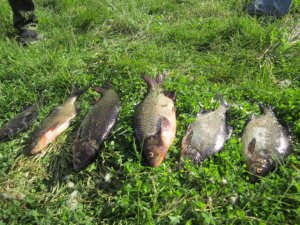 IMG_0201.JPG