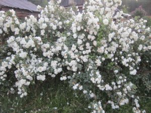 IMG_0216.JPG