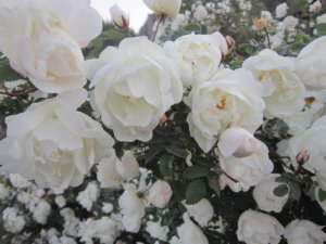 IMG_0217.JPG