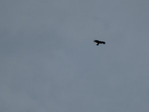 IMG_0326.JPG