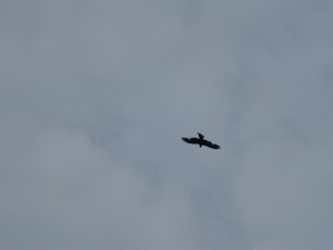IMG_0327.JPG