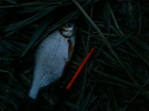 P01-08-13_20.39.jpg