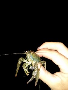 IMG_20130810_215515.jpg