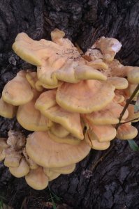 IMAG0490.jpg