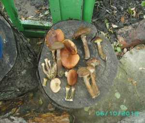 PICT0029.JPG