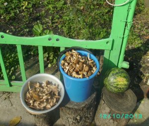 PICT0017.JPG