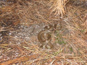 IMG_0545.JPG