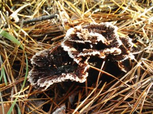 DSC_0404.jpg