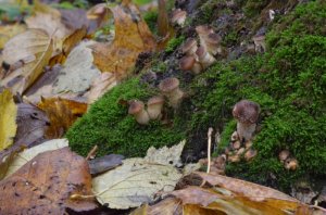 DSC_0943.jpg