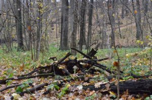 DSC_0968.jpg