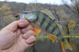 DSC_1016.jpg