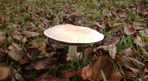 WP_20131020_107.jpg