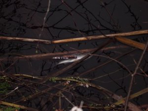 DSCF9173.JPG