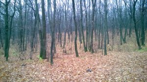 WP_20131027_025.jpg
