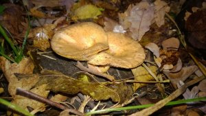WP_20131027_003.jpg