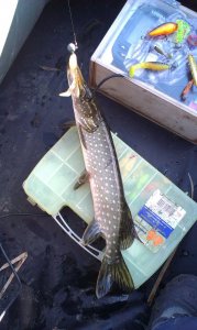 IMAG0242.jpg