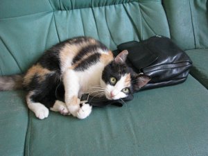 IMG_9946.JPG