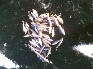 IMG_20131215_133911.jpg