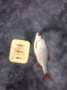 IMG_20131220_123625.jpg