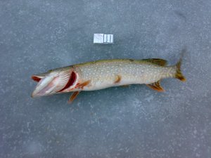 19122013207.jpg