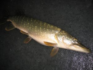 IMG_5808.JPG