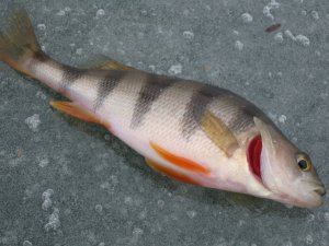 IMG_5816.JPG