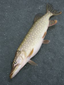 IMG_5813.JPG