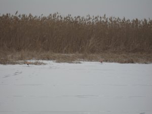 IMG_5915.JPG