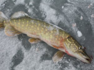 IMG_5909.JPG