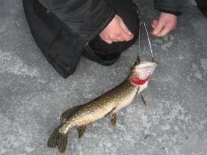 IMG_5906.JPG