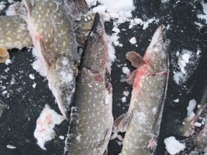IMG_5919.JPG