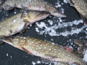 IMG_5918.JPG