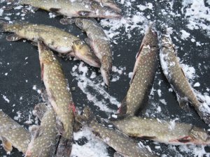 IMG_5917.JPG