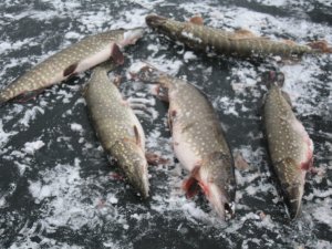 IMG_5974.JPG