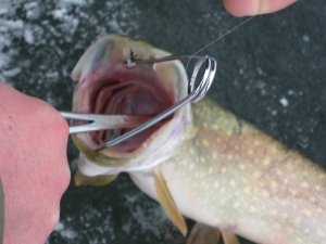 IMG_5964.JPG