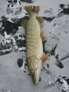 IMG_5965.JPG