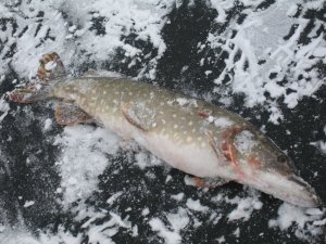 IMG_5950.JPG