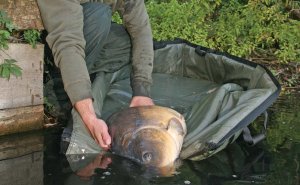 Fox International Deluxe Carpmaster Cradle.jpg