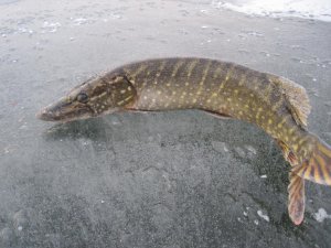 IMG_4812.JPG