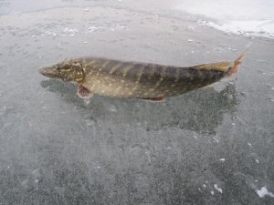 IMG_4811.JPG