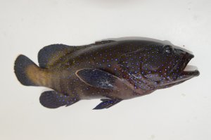 DSC_0732.JPG