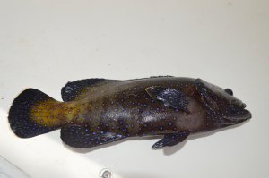 DSC_0733.JPG