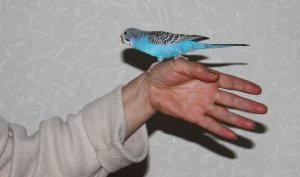 Попугай Чмка 014.jpg