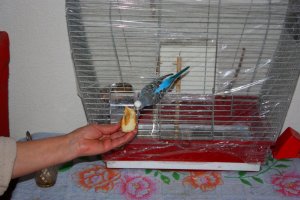Чика ест пирожок с капустой.jpg