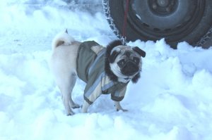 Боня 19.01.14г. 076.jpg