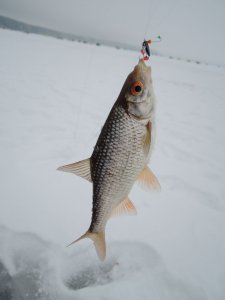 DSCN1265_1.JPG