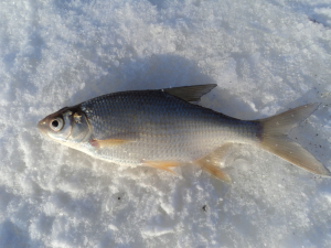 picture_56_17_13_02_14.png