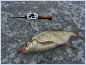 IMG_1627.JPG