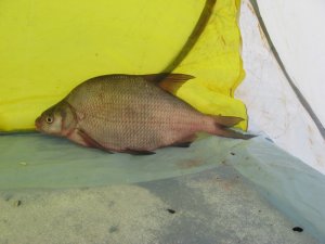 IMG_7113[1].JPG